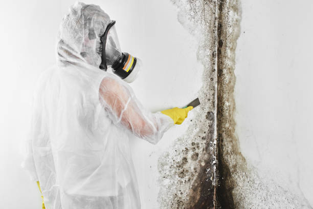Best Professional Mold Removal  in Maud, TX