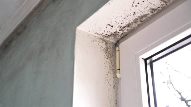 Best Mold Removal and Inspection  in Maud, TX