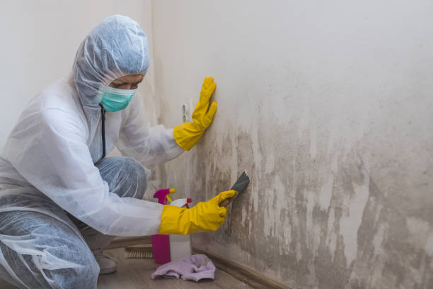 Professional Mold Removal in Maud, TX