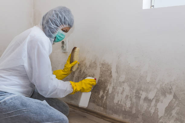 Best Black Mold Removal  in Maud, TX