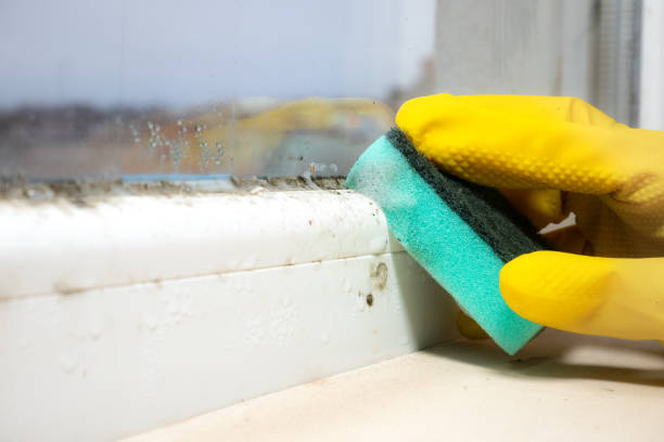 Best Mold Removal Near Me  in Maud, TX