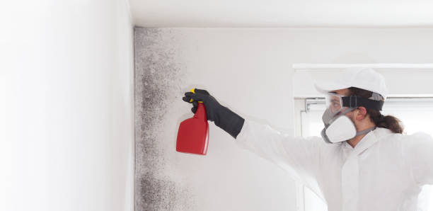 Mold Testing and Removal in Maud, TX