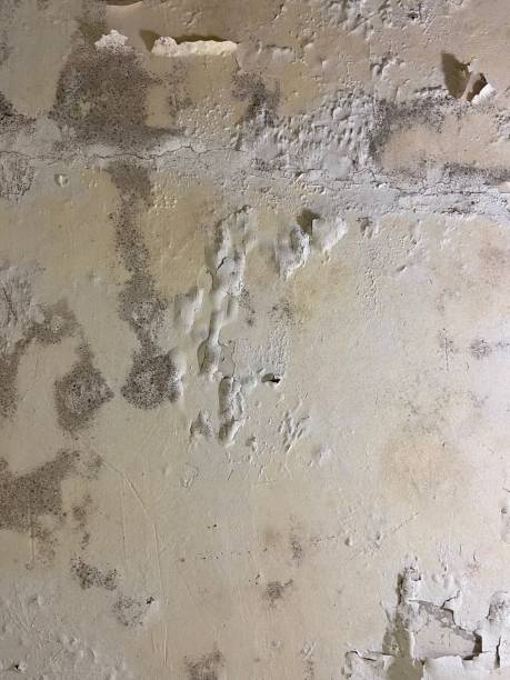 Best Mold Remediation  in Maud, TX