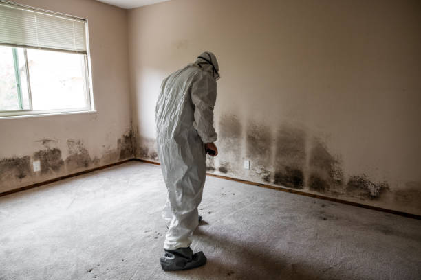 Mold Removal Process in Maud, TX