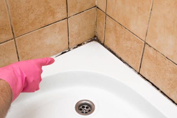 Best Fast Mold Removal  in Maud, TX