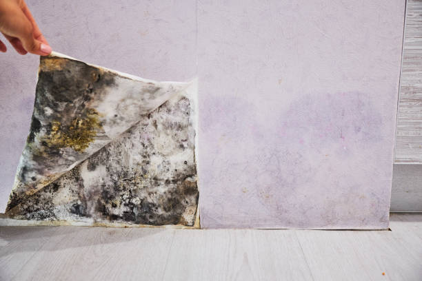 Reliable Maud, TX Mold Removal Solutions